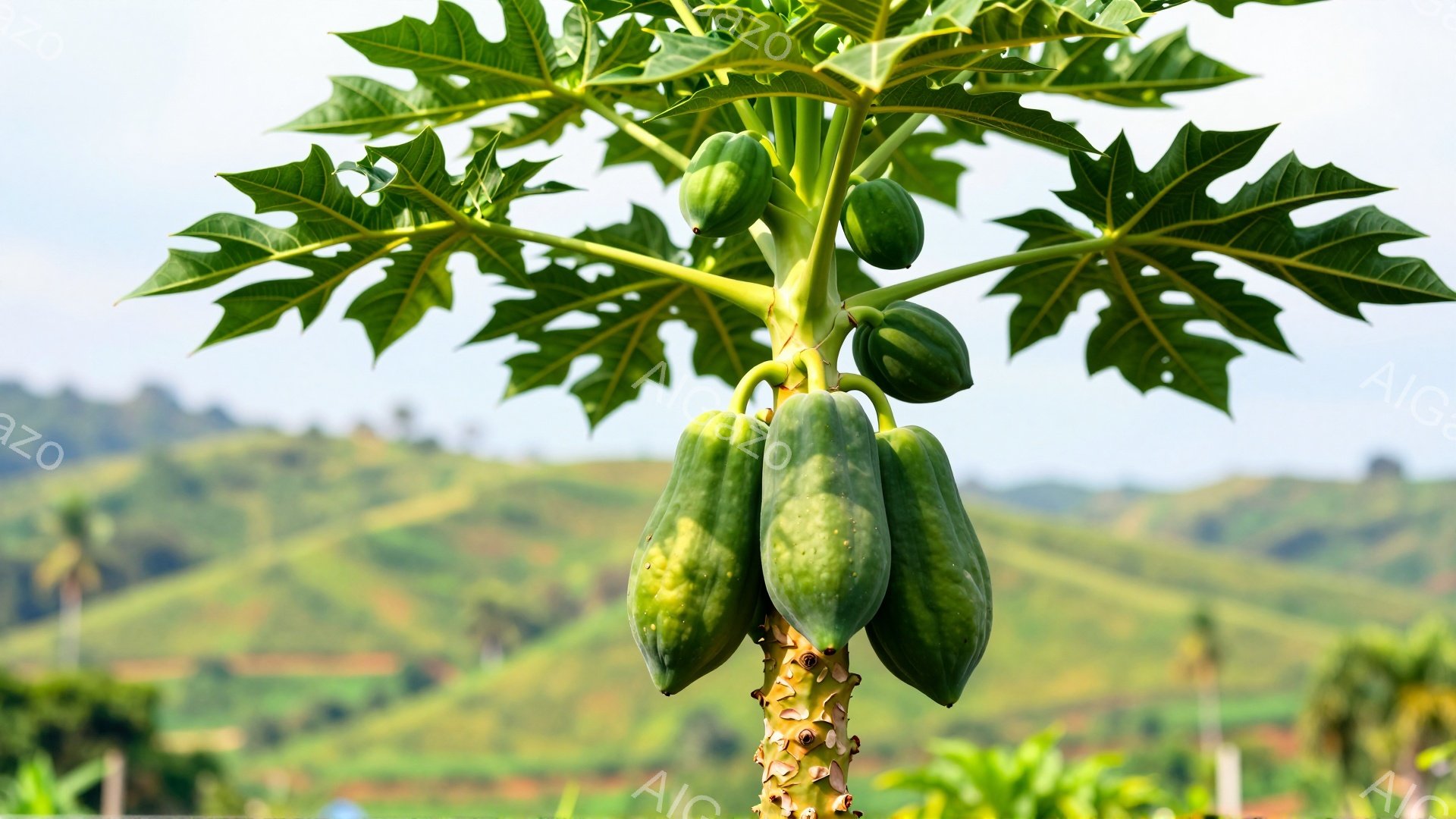 パパイヤの木が写っており、緑色の実がいくつかぶら下がっています。幹は細長く、葉は大きく切れ込んでおり、背景には緑豊かな丘陵地帯が広がっています。全体的に、自然が豊かで暖かい雰囲気を感じさせます。 - AI生成フリー素材