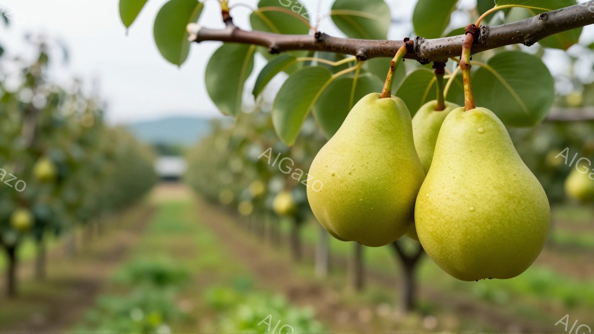 梨が枝に二つ実っているクローズアップ写真です。梨は緑色で、表面には水滴がついており、新しく収穫されたばかりのようです。背景には、整然と並んだ梨の木々が見え、遠くにはぼやけた緑の丘が広がっており、穏やかで静かな果樹園の雰囲気が漂っています。