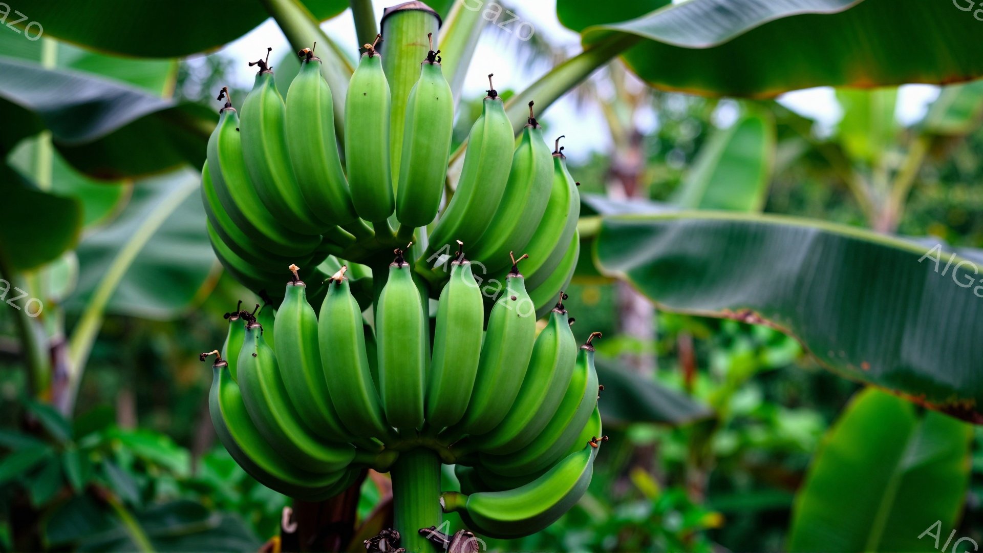 鮮やかな緑色のバナナの房が、太い茎からぶら下がっている。背景には、さまざまな緑色の葉が生い茂り、熱帯の植物が生い茂る様子が伺える。全体的に、湿潤で生命力にあふれる雰囲気であり、自然の恵みを感じさせる。 - AI生成フリー素材