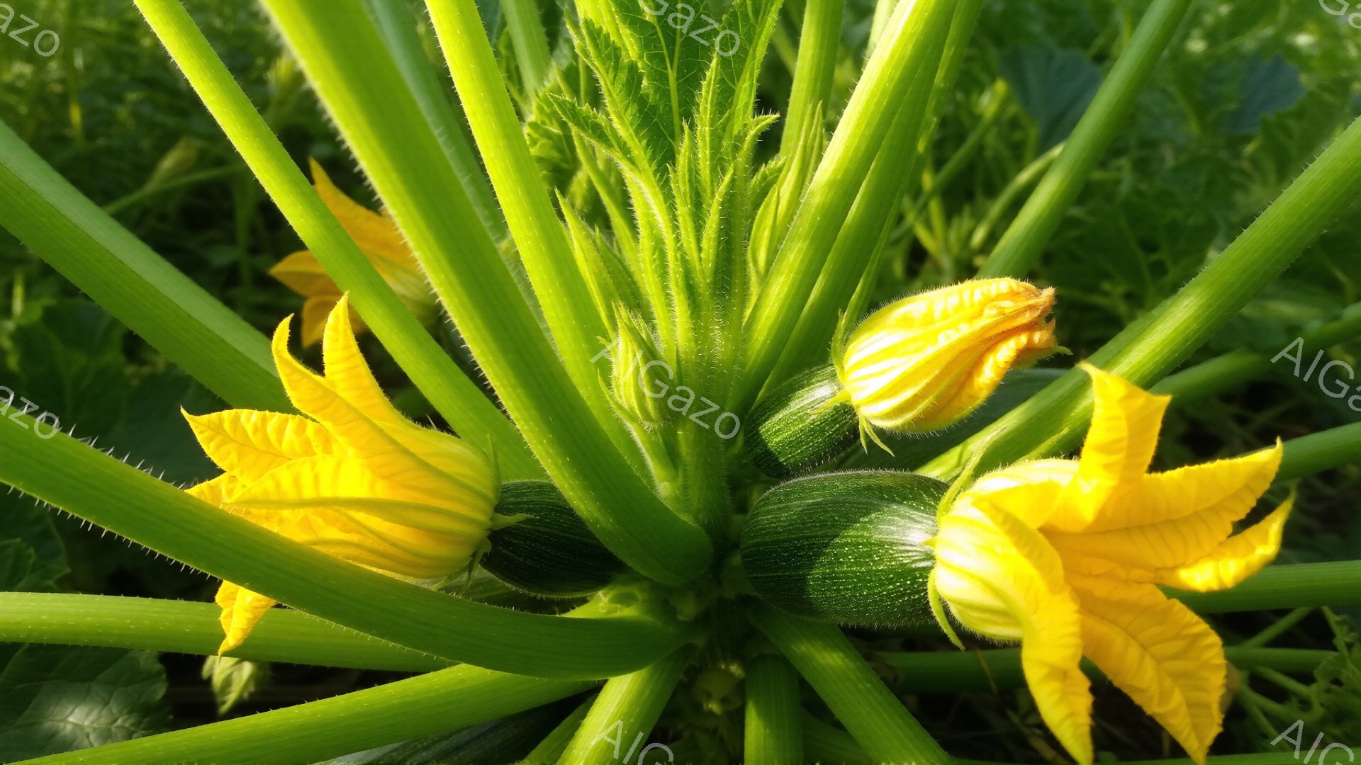 鮮やかな黄色のカボチャの花が、緑色の茎と葉に囲まれて咲き誇っている。花びらは少しカールしており、中央にはまだつぼみが残っているのが見える。背景には他の植物がぼやけており、明るい日差しが差し込んでいる様子から、夏の庭園の一場面であることが伺える。