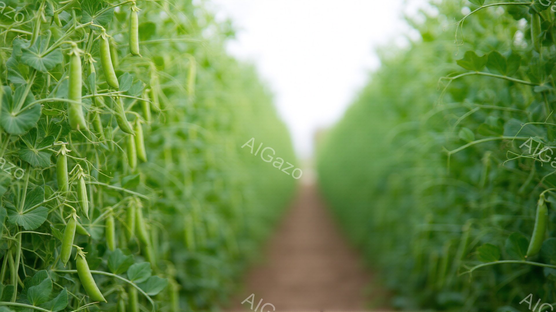 緑色の豆の作物が整然と並んだ畑が、遠近法を利用して奥行きのある風景を作り出している。豆の莢は密集しており、葉の緑と相まって、自然の豊かさを表現している。土色の道が豆畑の中央をまっすぐ進み、視線を遠くへと誘う、穏やかで平和な雰囲気の画像である。