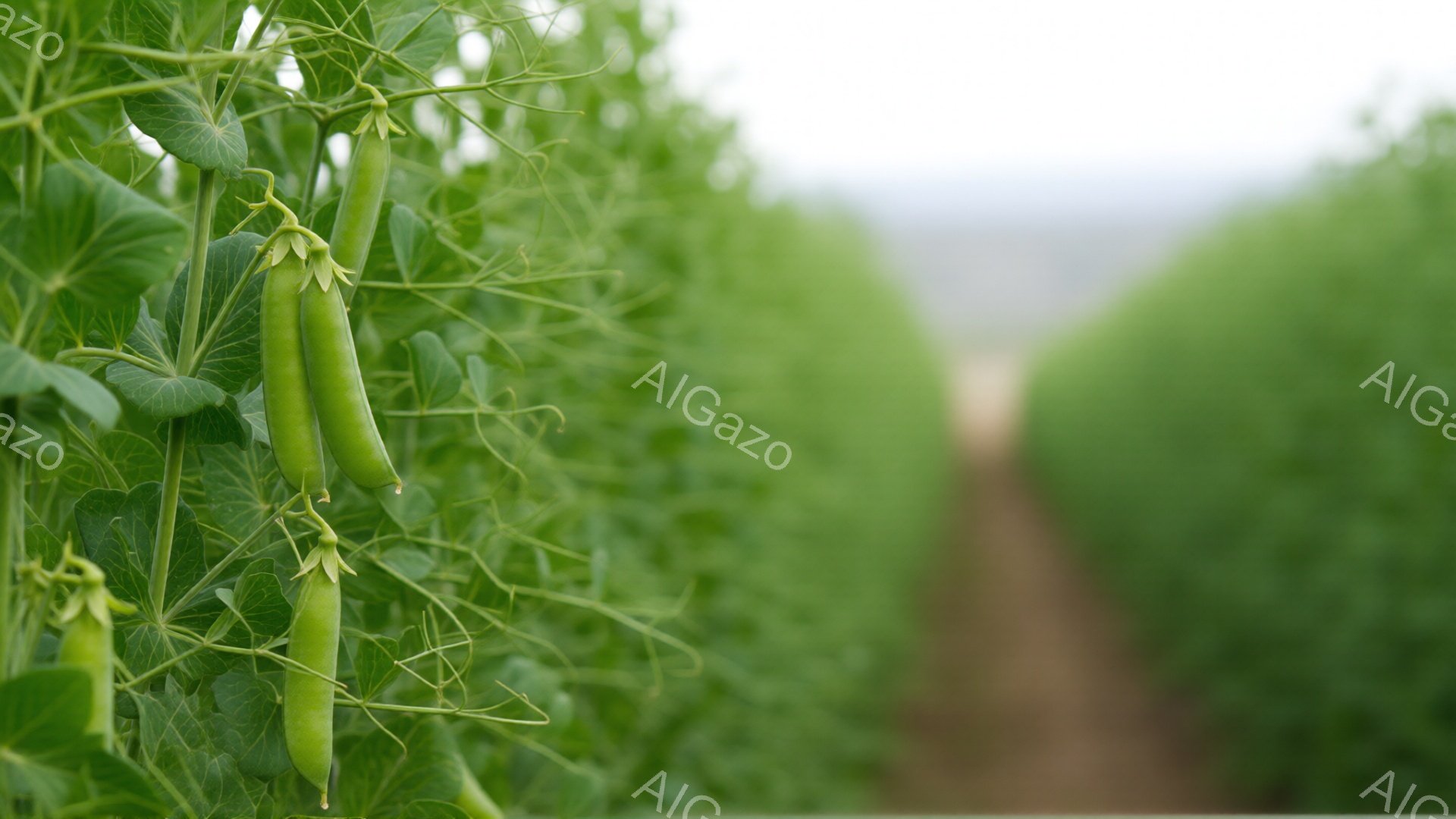 画像は、緑色のエンドウ豆が絡みついた茎をクローズアップで捉えており、背景には規則的に並んだエンドウ豆畑が奥行きのある視点で広がっています。畑は緑豊かで、遠くの景色は霞んでおり、穏やかで静かな田園の雰囲気を醸し出しています。全体的に、自然の恵みと静けさを感じさせる穏やかな光景です。