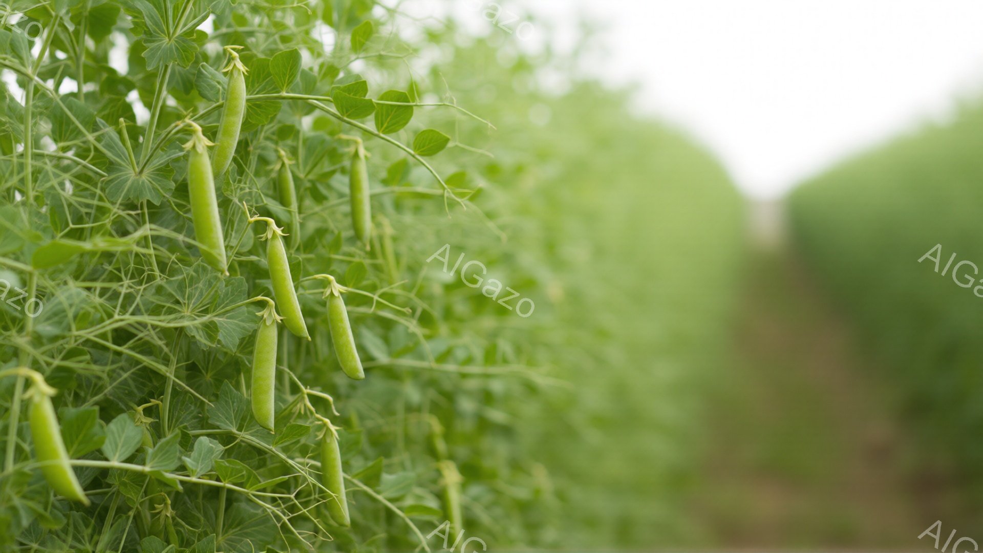 緑色のエンドウ豆が蔓に実り、手前に大きく映っている。背景にはぼやけた緑の植物が広がり、明るい日差しが差し込んでいるように見える。全体的に、穏やかで自然な雰囲気が漂い、収穫前の豊かな恵みを表現している。