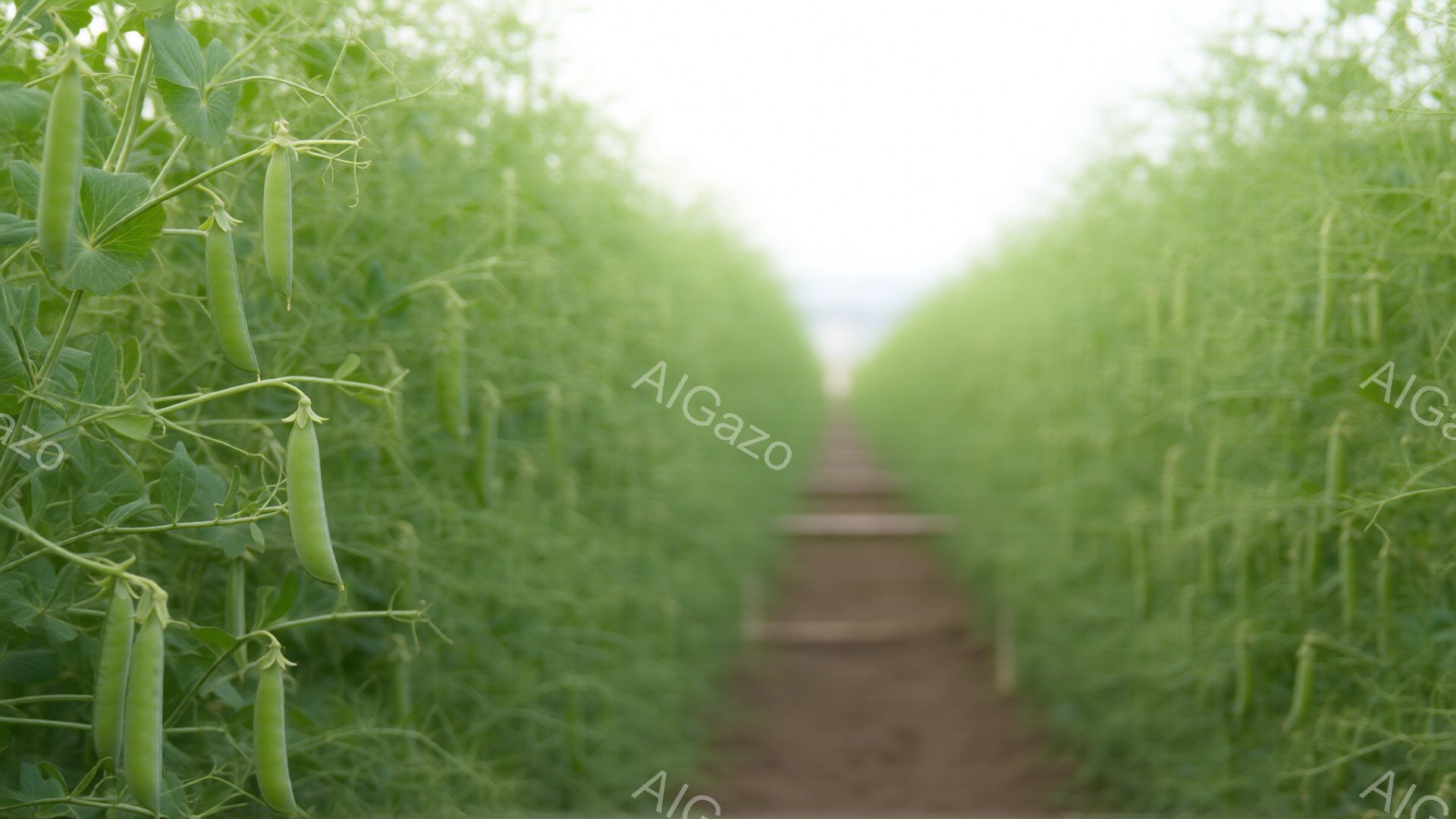 鮮やかな緑色の豆の棚が、遠くまで続く土の道を挟んで左右に並んでいます。豆の実はまだ若く、つるは生命力にあふれ、背景はぼやけて明るい光に包まれています。全体的に、豊かで自然な雰囲気が漂い、成長と希望を感じさせます。