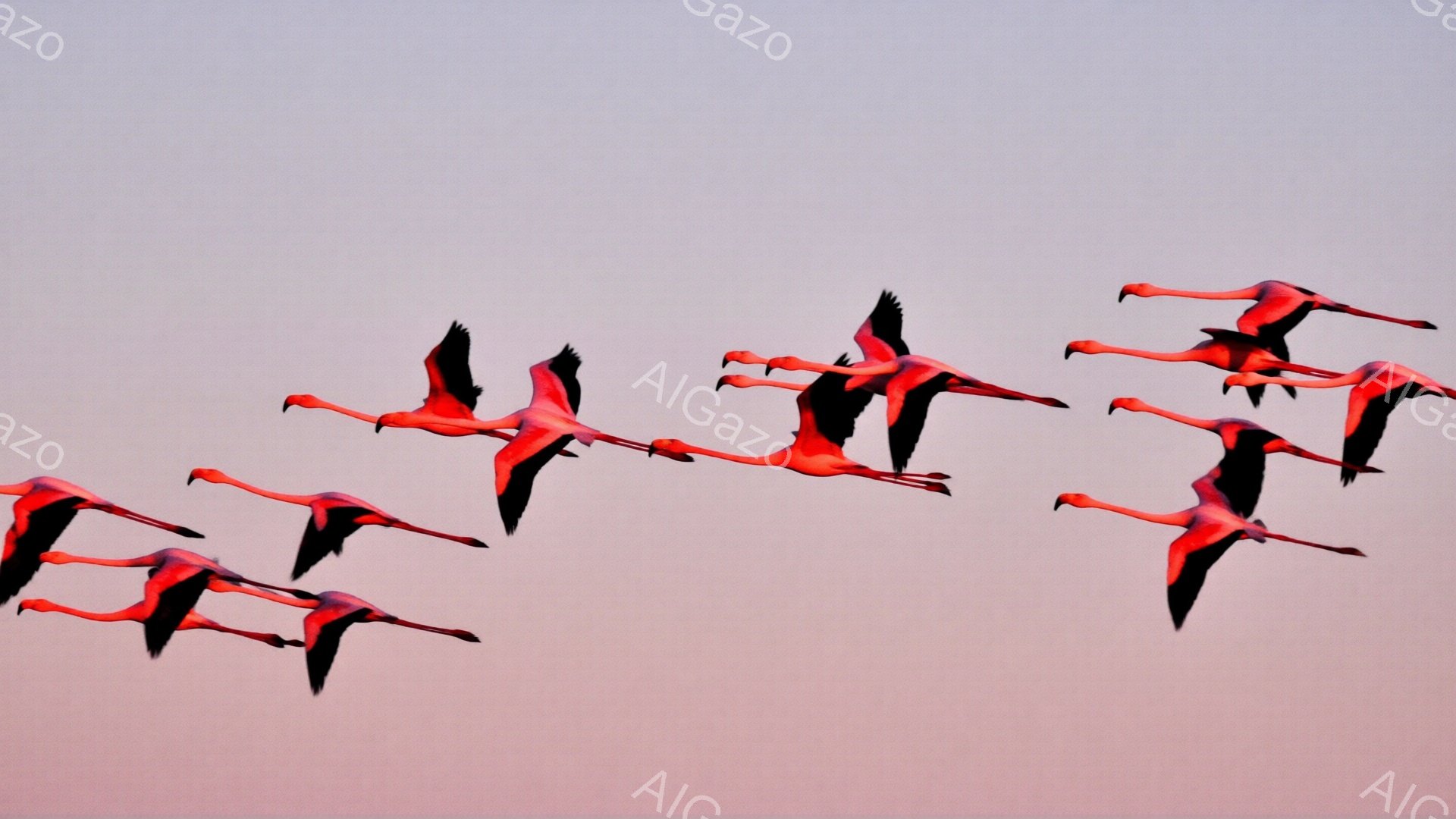 明るいピンク色のフラミンゴが群れをなし、空を飛んでいます。翼を広げ、優雅な姿勢で飛翔する姿は、夕焼けのオレンジとピンクのグラデーションの背景に鮮やかに映えます。穏やかで平和な雰囲気を感じさせる、美しい瞬間が捉えられています。