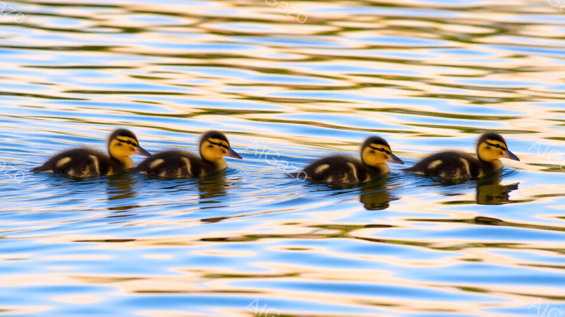可愛らしいアヒルの雛が、水面を横一列に泳いでいる様子が捉えられている。雛たちは、ふわふわとした灰色の羽毛を持ち、オレンジ色のくちばしが特徴的だ。水面には太陽の光が反射し、キラキラと輝き、穏やかな雰囲気を醸し出している。