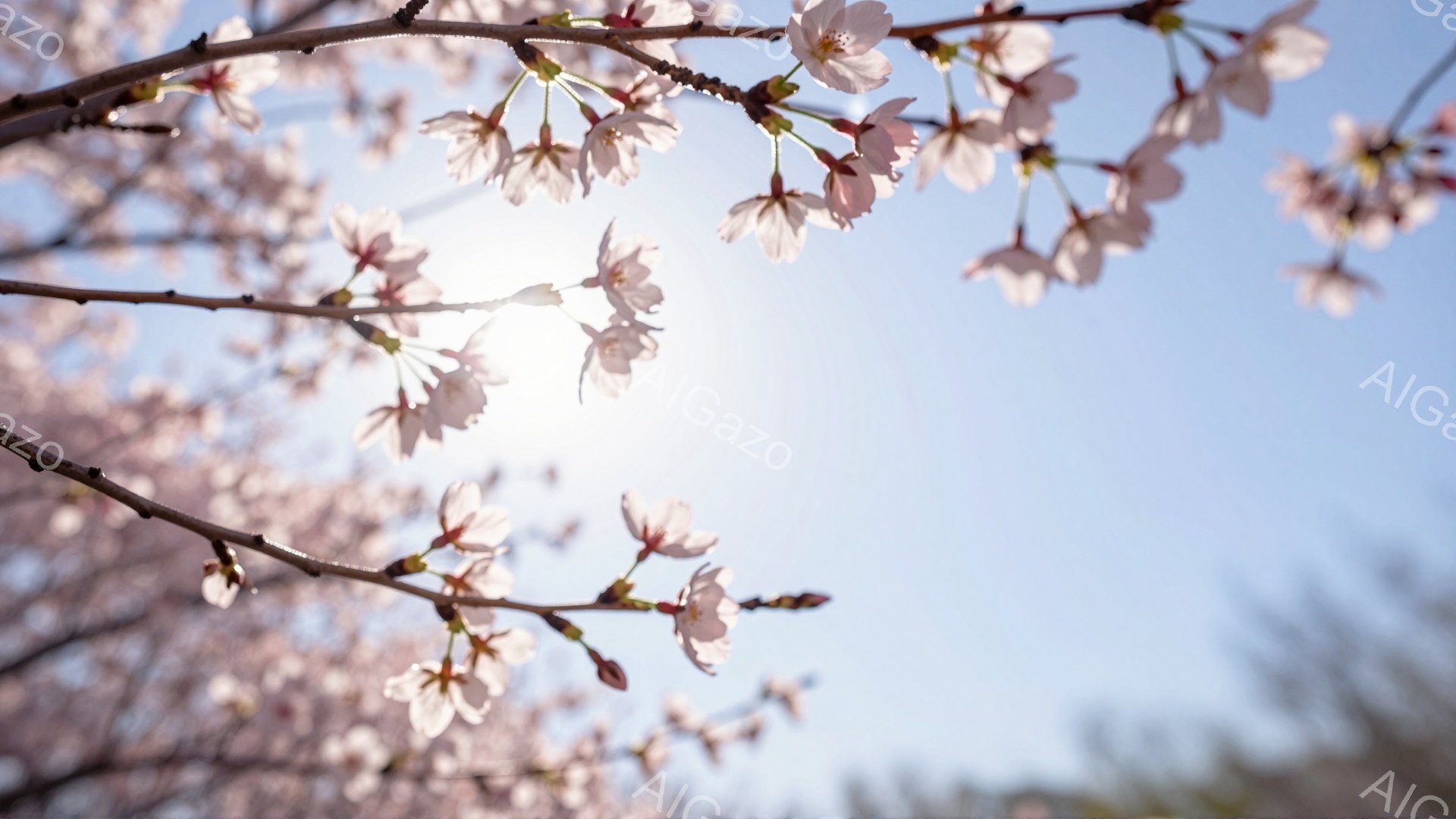 桜の枝が青空を背景に広がっており、明るい太陽光が桜の花びらを照らしている。薄いピンク色の花びらは咲き誇り、春の訪れを感じさせる穏やかな雰囲気を作り出している。背景には緑の木々がぼんやりと見え、全体的に - AI生成フリー素材