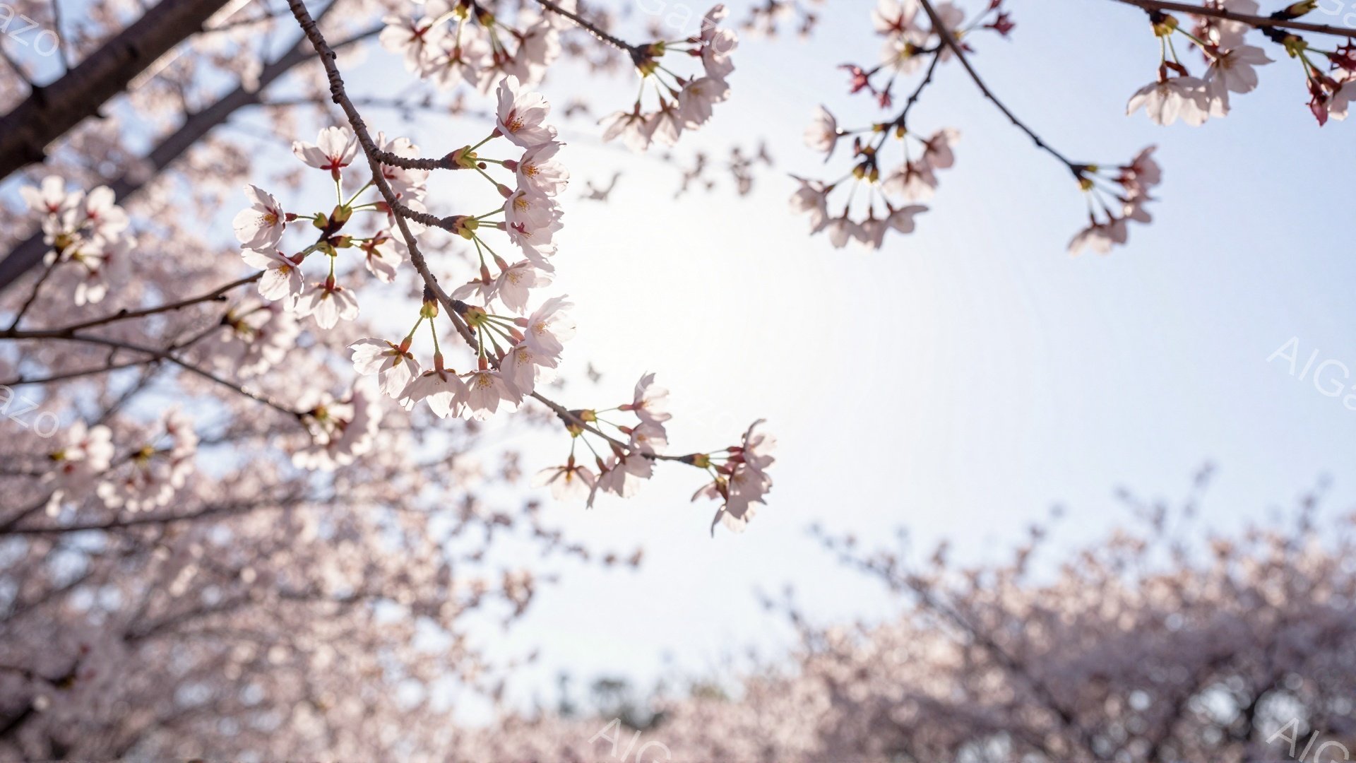 空を見上げるように、桜の花が咲き乱れている様子が捉えられています。淡いピンク色の花びらが密集し、まるでトンネルのように空を覆っています。背景は明るい青空で、春の暖かく穏やかな雰囲気が漂っています。