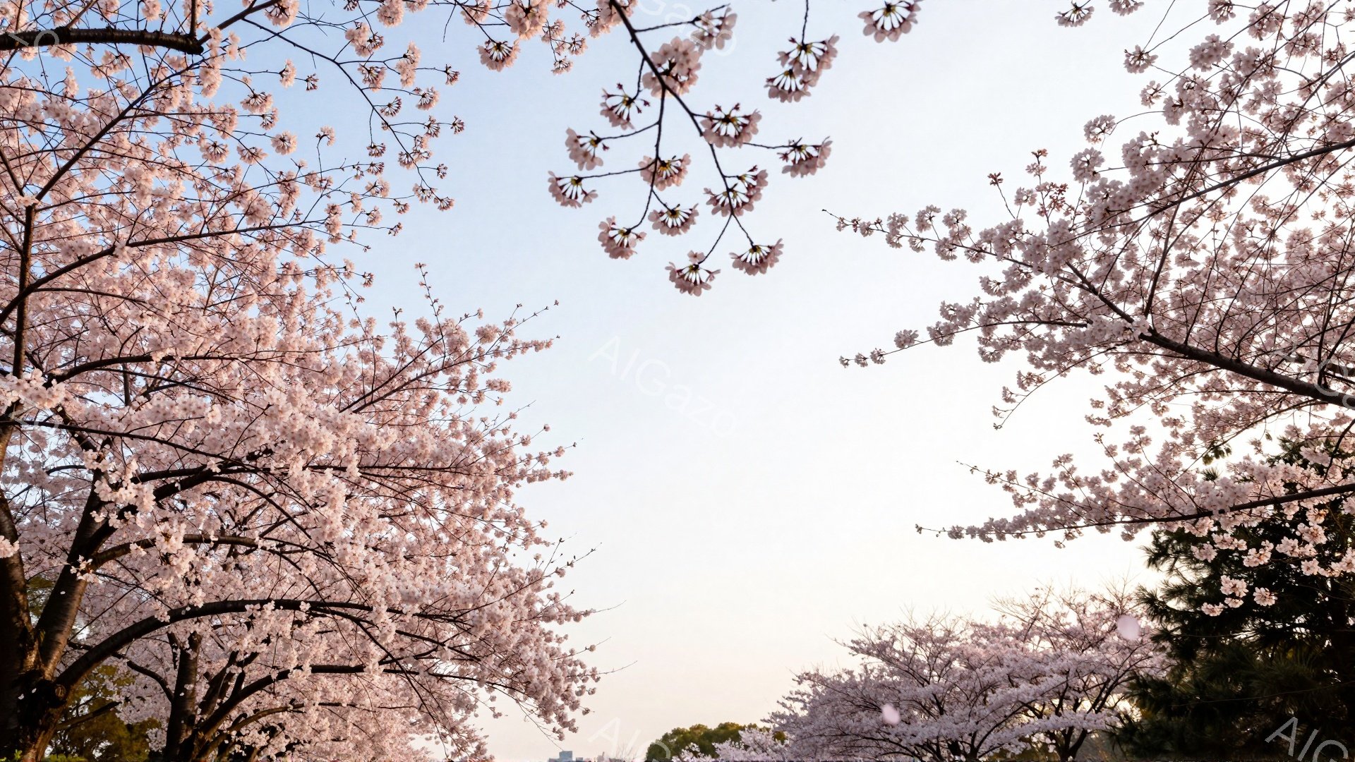 空は淡いピンク色からオレンジ色へとグラデーションを描き、桜並木が両側からフレームのように画面を覆っている。桜の花びらは満開で、まるでトンネルのように咲き誇り、春の暖かさと優しさを感じさせる。遠くには、ぼんやりとした街並みが見え、穏やかな春の日の情景を表現している。