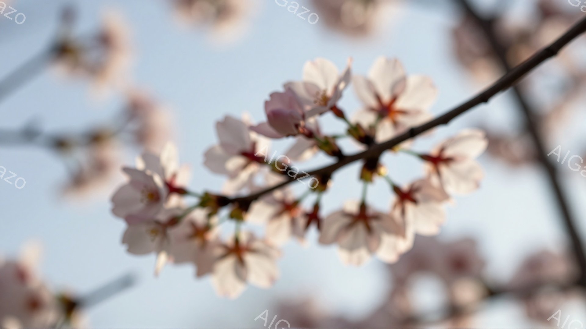 桜の枝が青空を背景に写っている。淡いピンク色の花びらが咲き誇り、春の訪れを感じさせる美しい光景だ。背景の空は明るく、穏やかな春の日の雰囲気を醸し出している。 - AI生成フリー素材