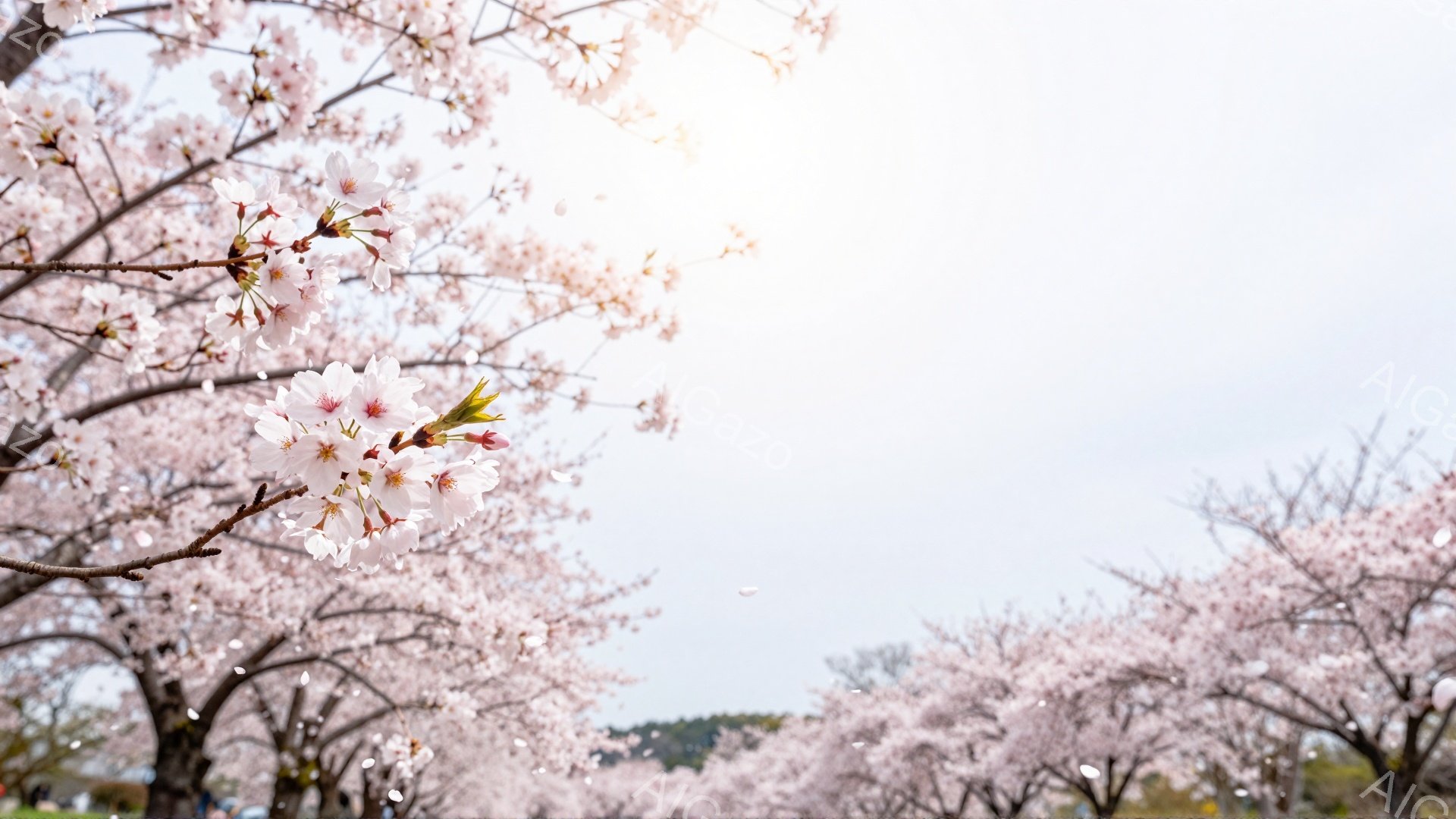 満開の桜並木が広がり、花びらが舞い散る美しい春の景色です。柔らかな光が桜の花を照らし、淡いピンク色が空と調和して幻想的な雰囲気を醸し出しています。遠景には緑の草原と、ぼんやりと見える建物があり、穏やかで平和な情景が広がっています。