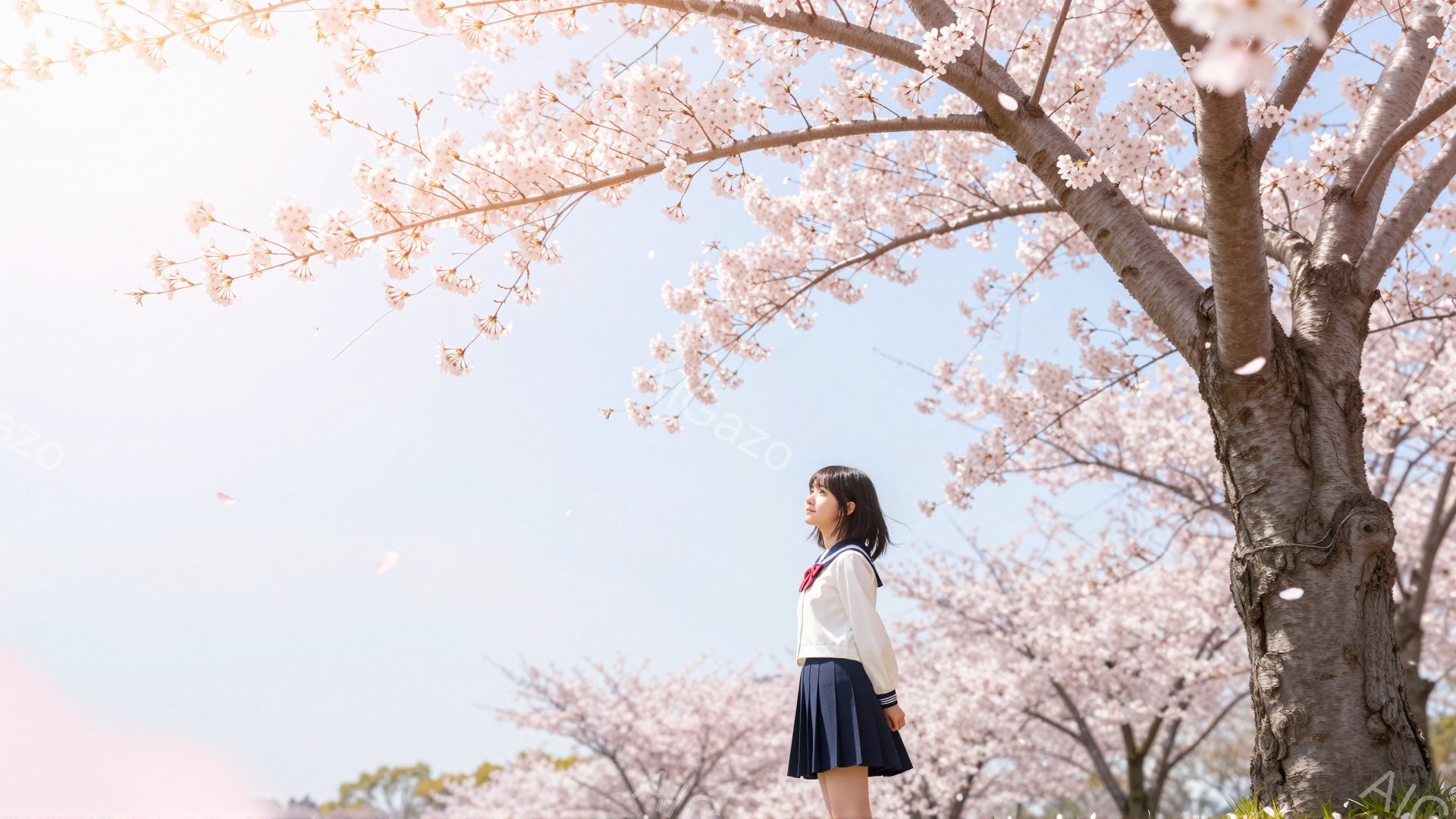 紺色のセーラー服を着た若い女性が、桜並木の道を歩いている様子が写っています。彼女は黒髪で、少し横を向いて遠くを見つめており、穏やかで物憂げな表情をしています。背景には満開の桜が咲き誇り、柔らかい光が降り注ぎ、春の暖かく幻想的な雰囲気が漂っています。