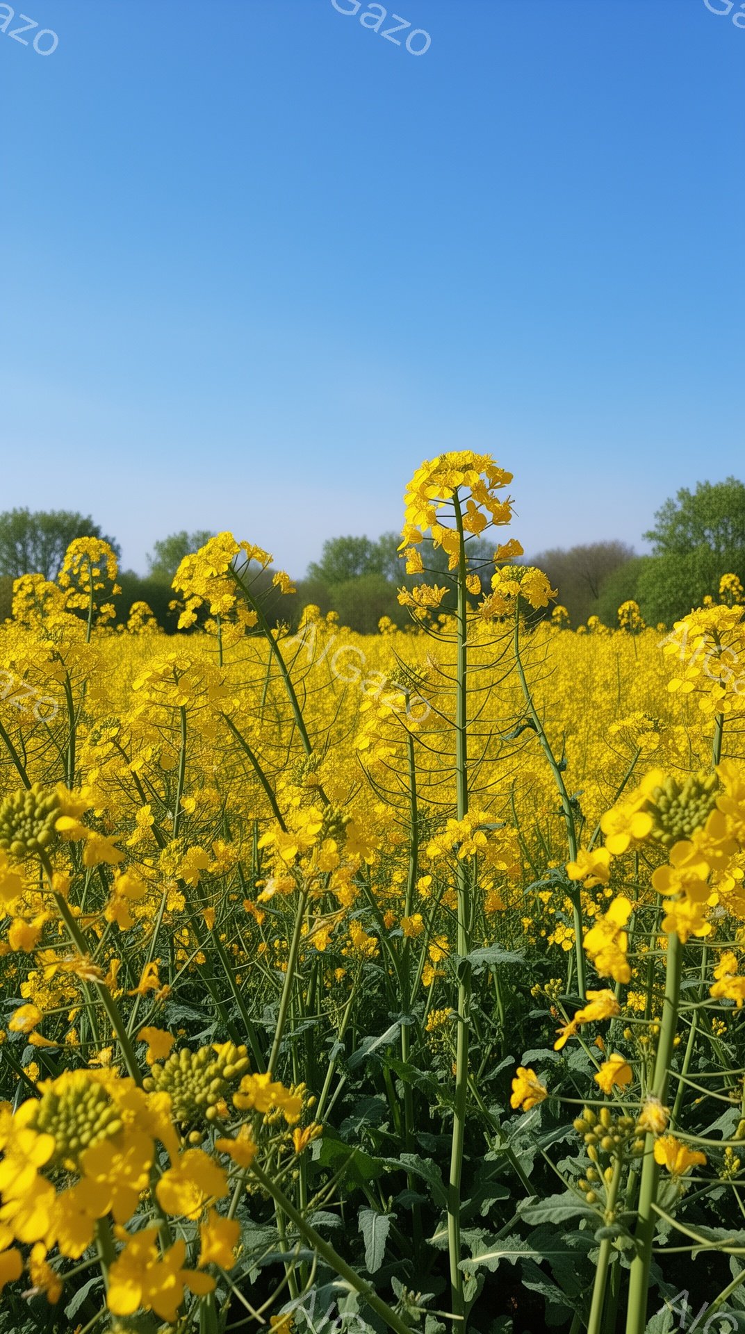 広大な菜の花畑が、鮮やかな黄色で画面を覆い尽くしている。背景には緑の木々が並び、澄み切った青空が広がっているため、明るく開放的な印象を与える。菜の花は太陽の光を浴びて輝き、春の訪れを感じさせる風景だ。