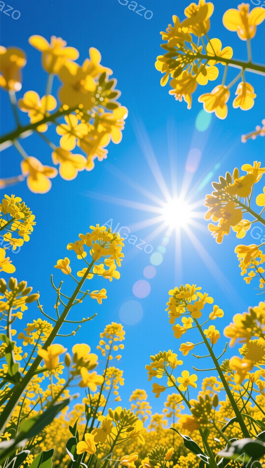 青空を背景に菜の花が咲き乱れている様子が捉えられています。太陽の光が強く、菜の花の黄色と空の青色のコントラストが鮮やかです。下から見上げるような構図で、菜の花畑の広がりと太陽の輝きが強調されています。