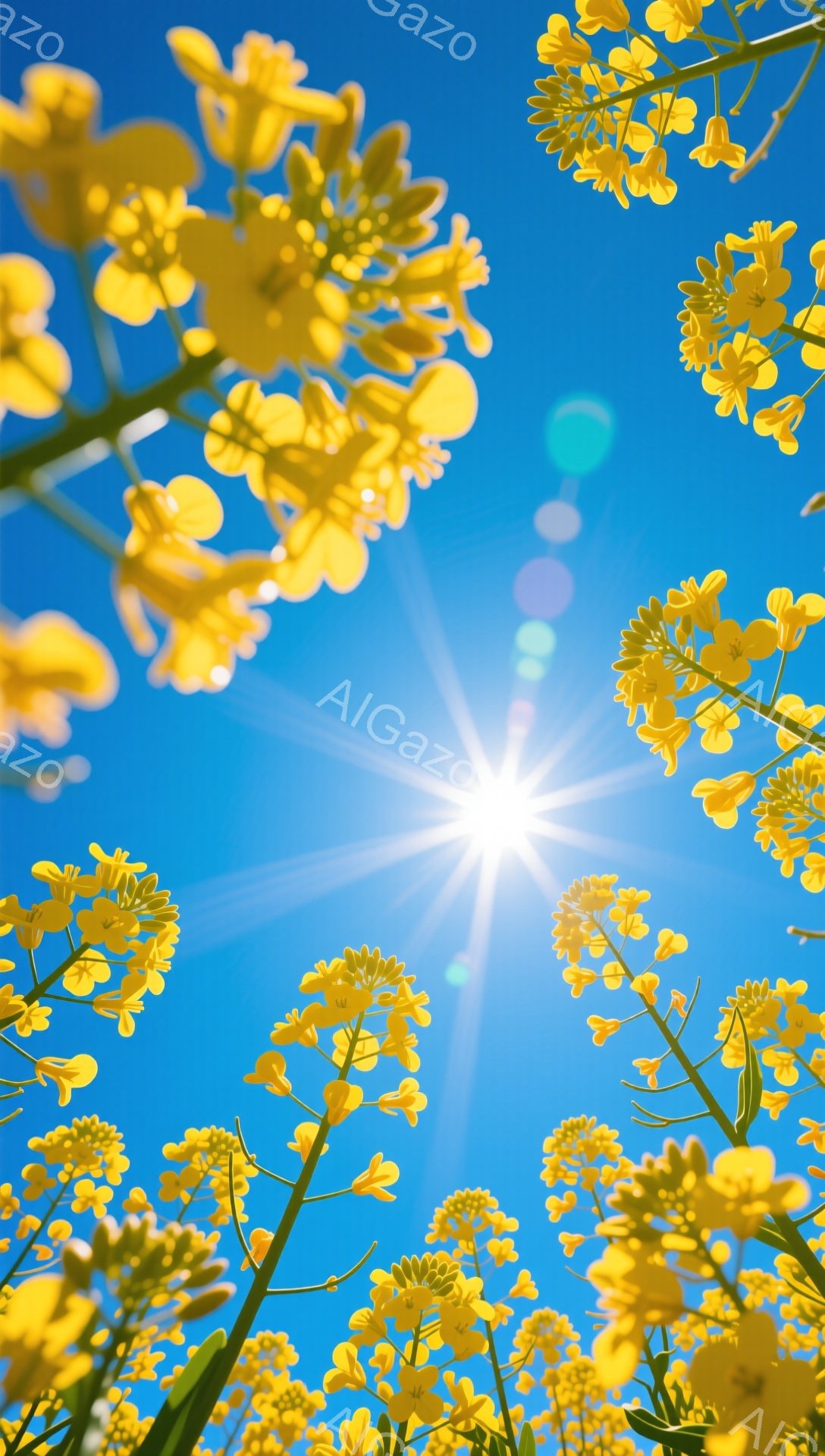 空を見上げる菜の花の鮮やかな光景です。太陽の光が花びらを通してきらめき、明るい日差しが夏の始まりを告げています。青空と黄色い花々のコントラストが、希望に満ちた穏やかな雰囲気を醸し出しています。