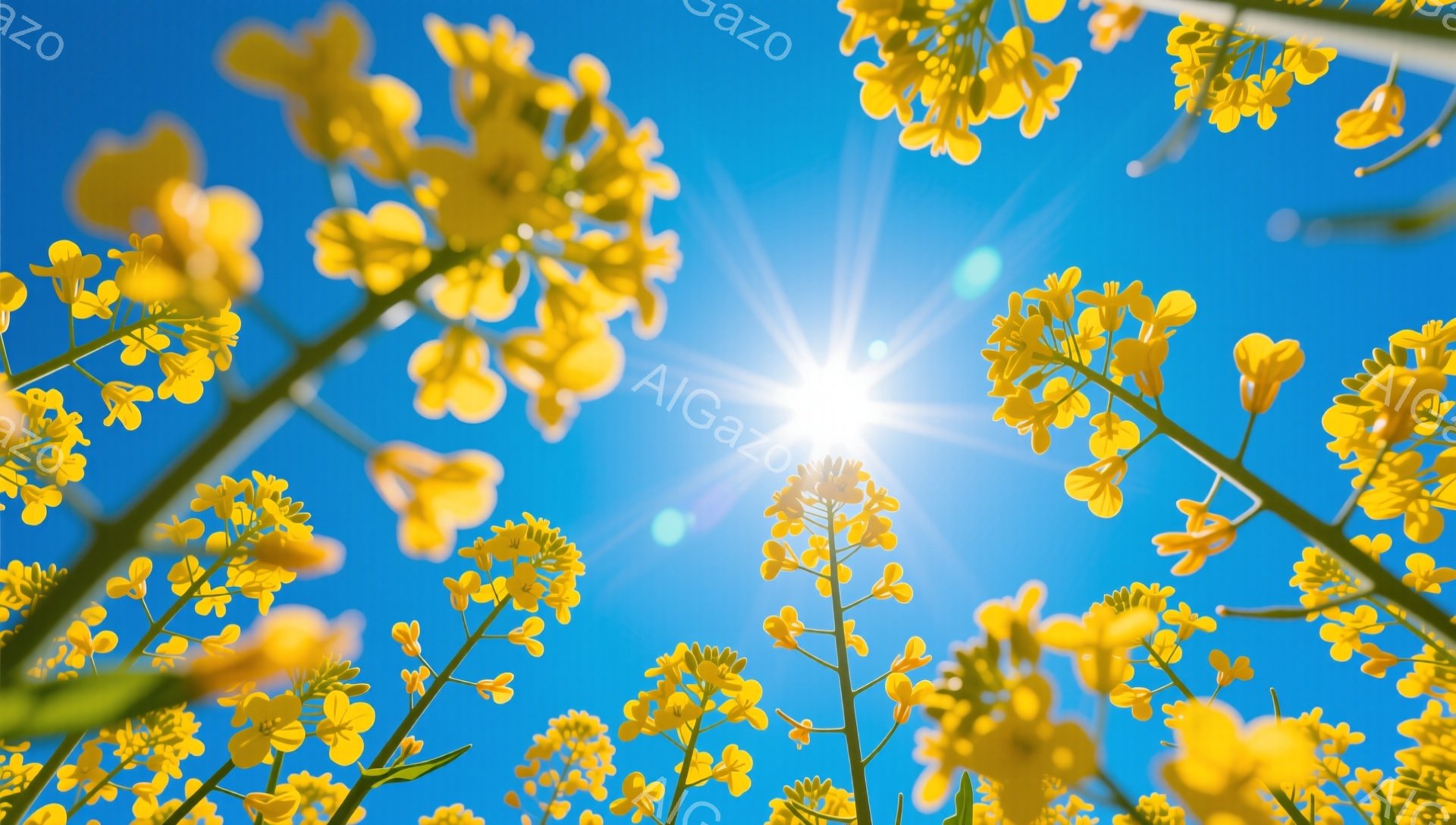 空を見上げる菜の花畑の写真です。鮮やかな黄色い花が咲き乱れ、太陽の光が眩しく輝いています。穏やかで明るい春の雰囲気が感じられます。