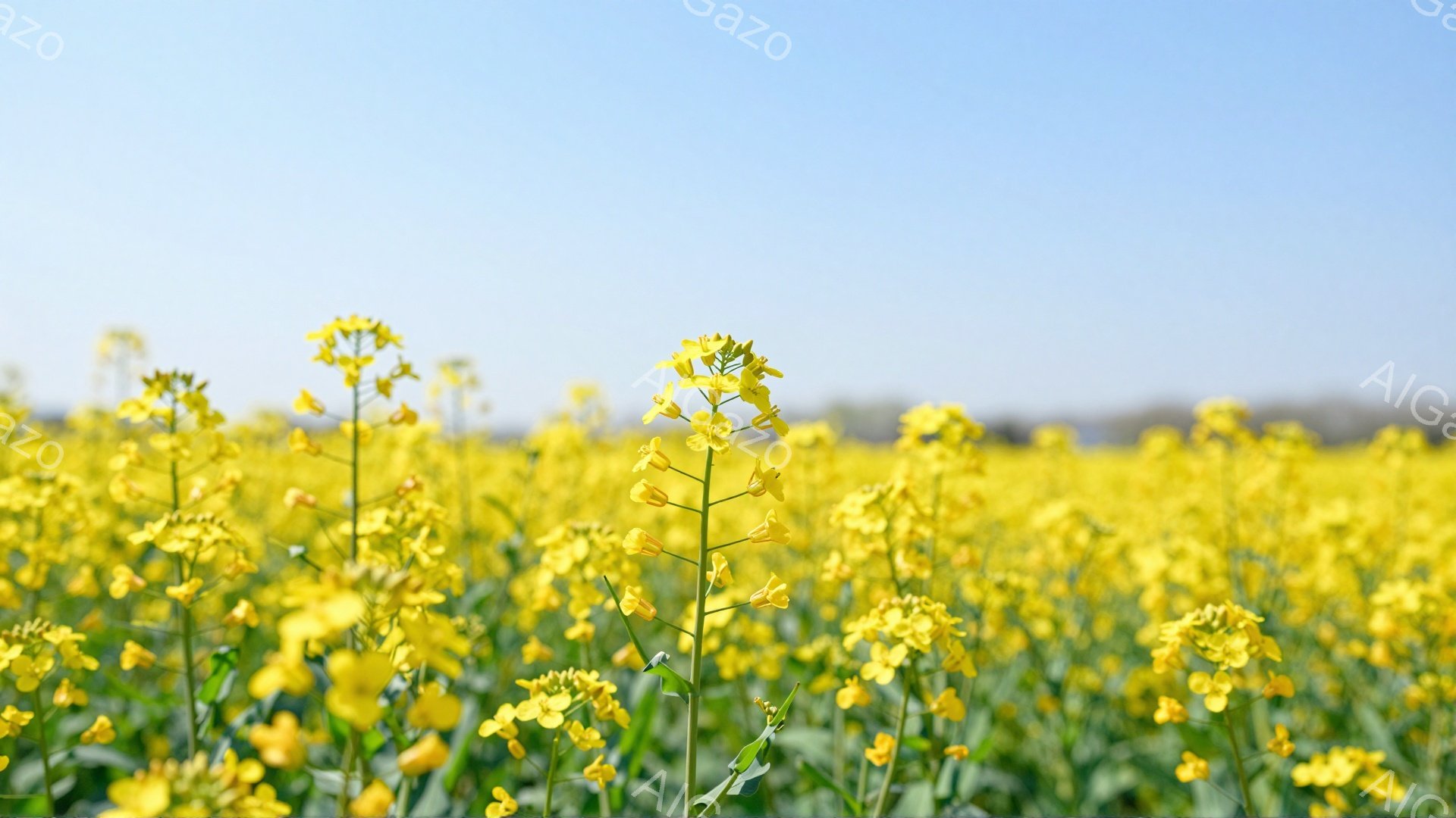 広大な菜の花畑が広がり、鮮やかな黄色い花が咲き乱れている。背景にはぼんやりと山並みが望め、空は澄み切った青空が広がっている。春の暖かさと生命力に満ちた、穏やかな光景だ。