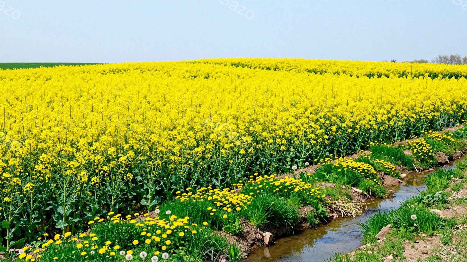 広大な菜の花畑が広がっており、その中に水路が流れている。菜の花は鮮やかな黄色で、水路の緑とコントラストをなしている。春の暖かく穏やかな雰囲気が伝わってくる。 - AI生成フリー素材