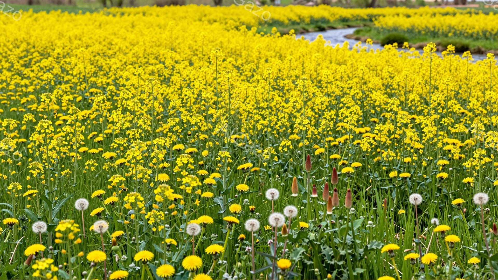 広大な野原にタンポポや他の野草が咲き乱れ、鮮やかな黄色と緑色のコントラストが美しい。遠くには木々が見え、穏やかな小川が流れ、春の暖かさを感じさせる風景だ。種を飛ばしたタンポポの綿毛も確認できる。