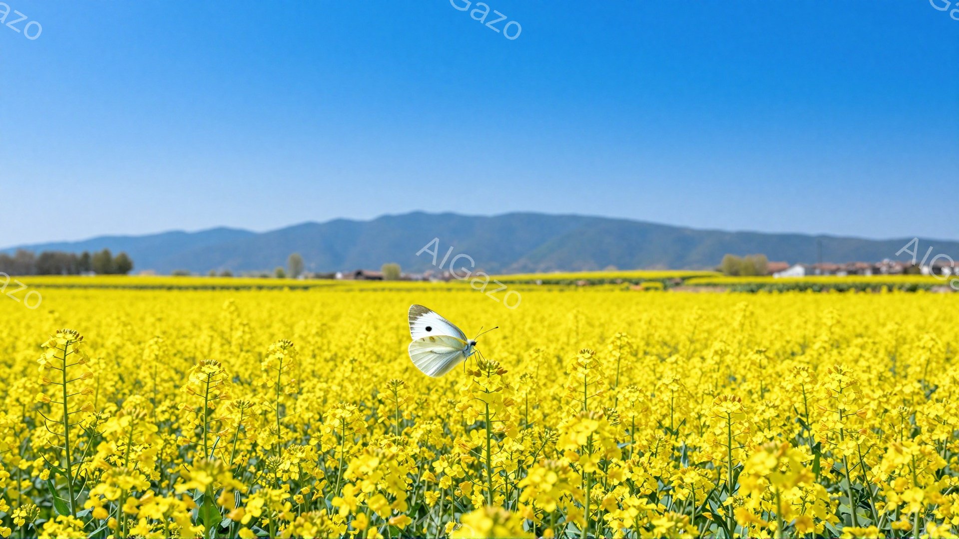 広大な菜の花畑を白い蝶が舞っている。背景には緑の丘と青空が広がり、明るく穏やかな雰囲気が感じられる。鮮やかな黄色と白いコントラストが美しく、春の訪れを感じさせる一枚だ。 - AI生成フリー素材