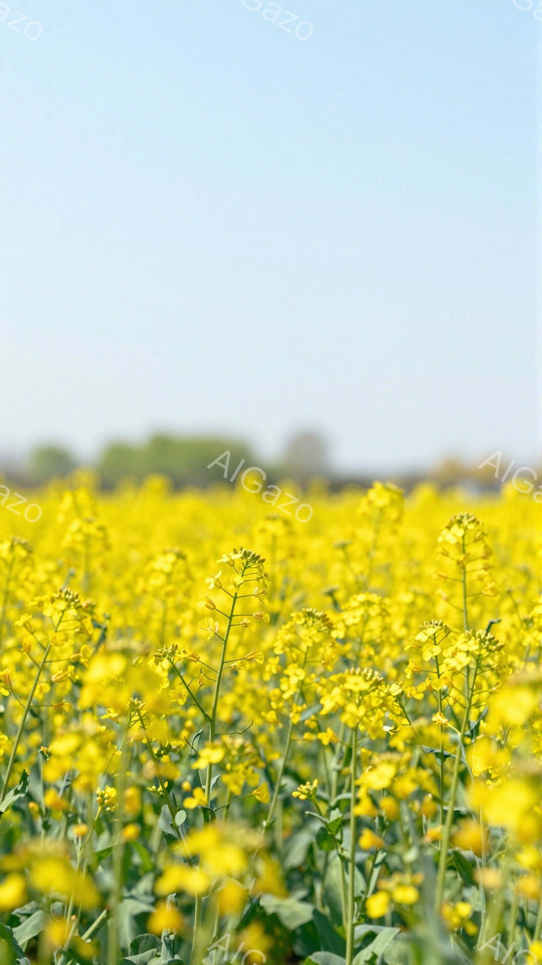 広大な菜の花畑が広がり、黄色い花が密集して咲き乱れている。背景には緑の木々が見え、穏やかで春らしい雰囲気が漂う。手前の花は焦点が合っており、背景はぼかされていることで、奥行きが強調されている。 - AI生成フリー素材
