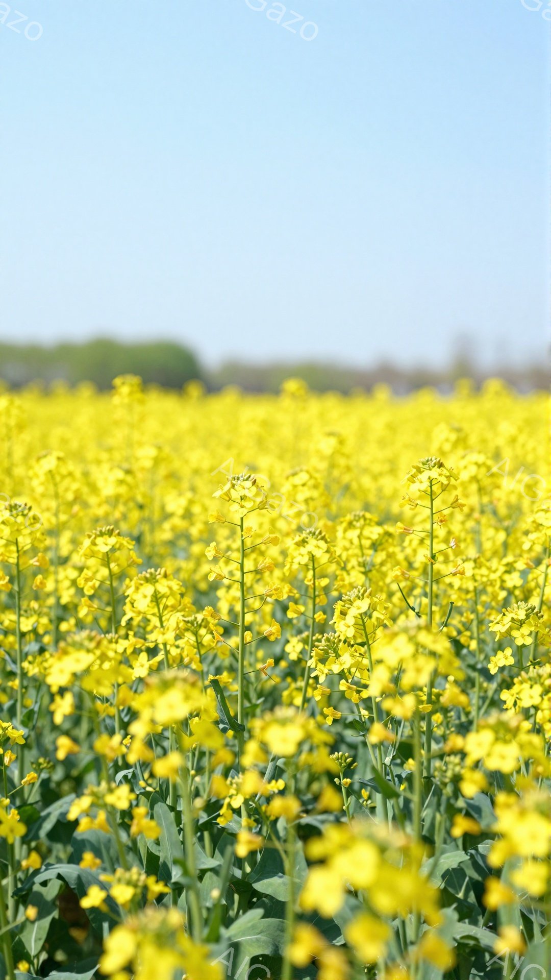広大な菜の花畑が広がり、鮮やかな黄色い花々が咲き乱れている。背景には緑色の木々が見え、春の穏やかな雰囲気を醸し出している。太陽の光が花々を照らし、明るく希望に満ちた印象を与える。 - AI生成フリー素材