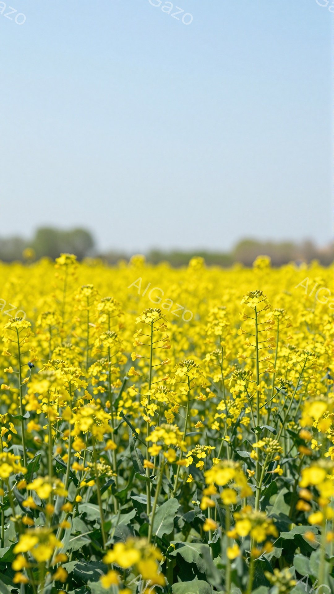 広大な菜の花畑が広がり、鮮やかな黄色い花々が咲き乱れている。背景には緑の木々が見え、青空とのコントラストが美しい。穏やかな春の日の光が差し込み、暖かく優しい雰囲気を醸し出している。 - AI生成フリー素材