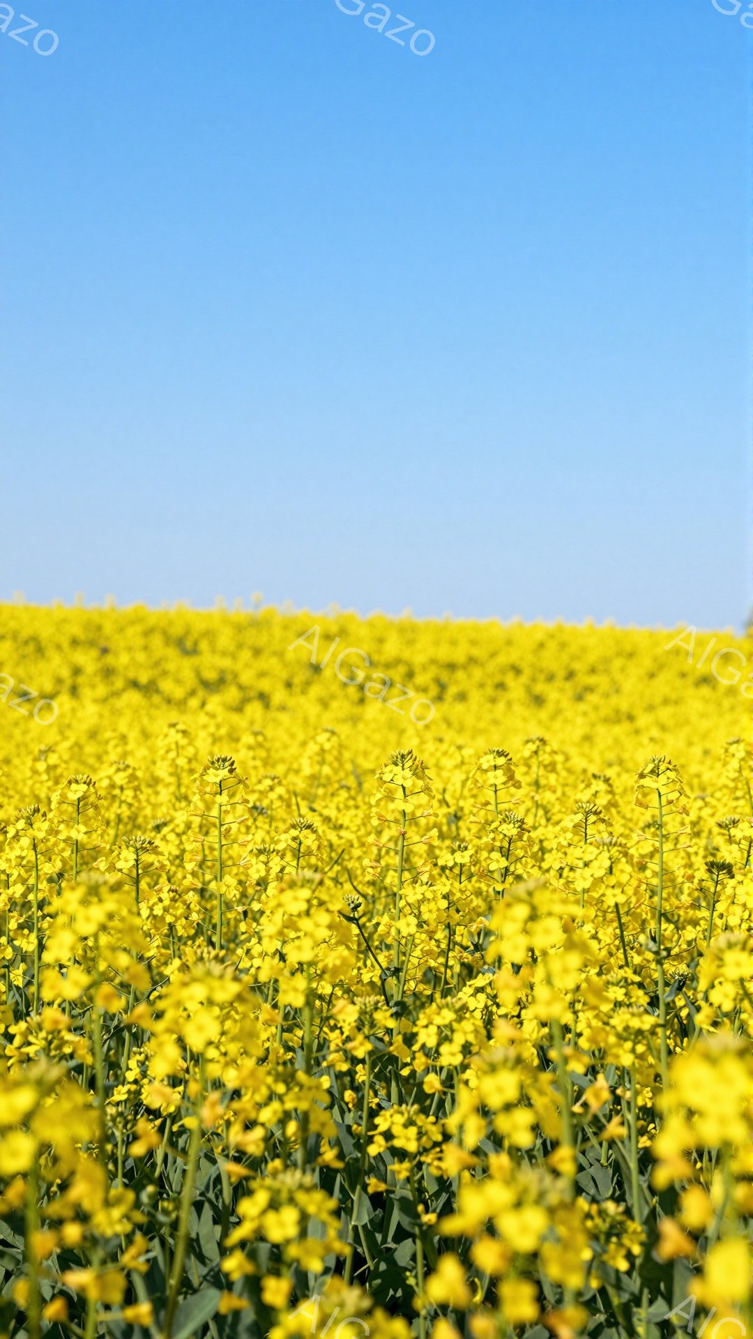 広大な菜の花畑が鮮やかな黄色で覆われています。空は澄み切った青色で、暖かく穏やかな春の日の雰囲気が伝わってきます。花々は風にそよぎ、生命力に満ち溢れています。 - AI生成フリー素材