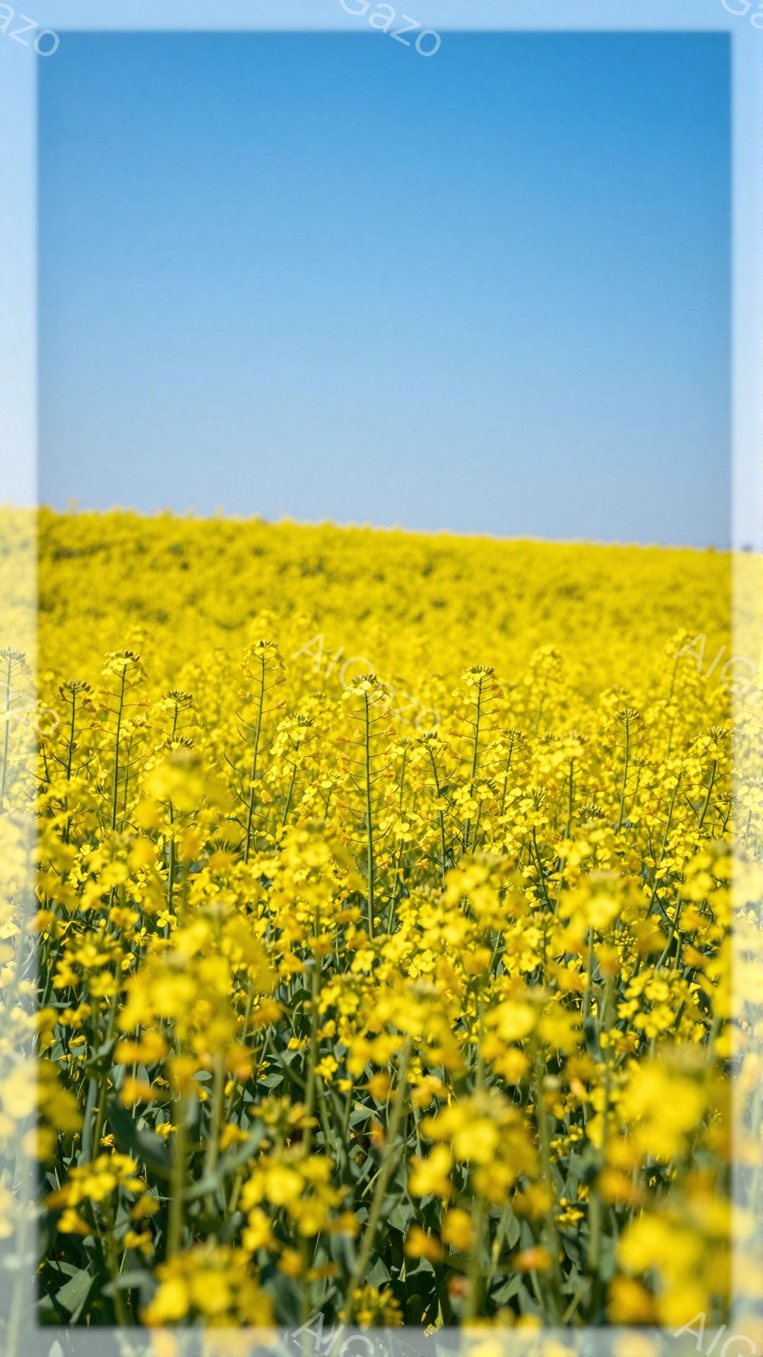 広大な菜の花畑が広がり、鮮やかな黄色が目に飛び込んできます。空は澄み切った青色で、花畑とのコントラストが美しいです。穏やかな春の陽気に包まれた、平和な風景です。