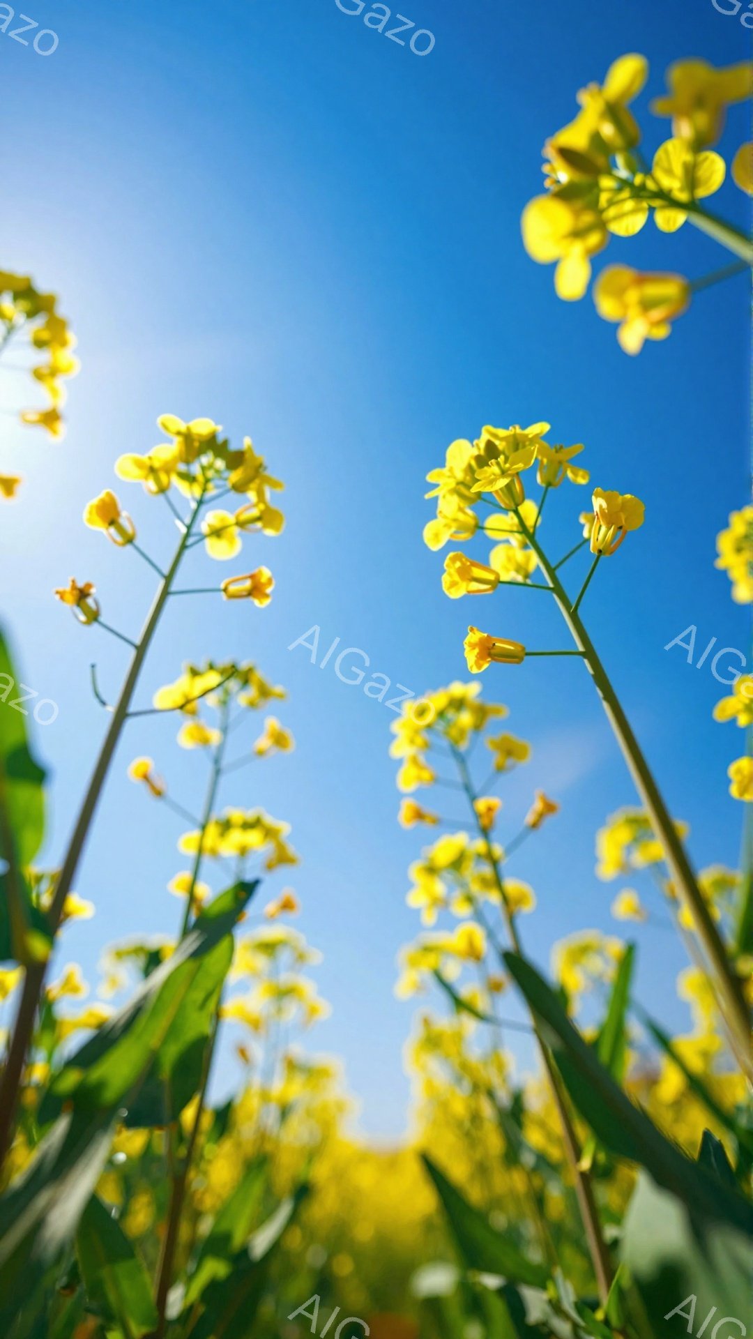 空を見上げる菜の花畑の写真です。鮮やかな黄色い花が咲き乱れ、背景には青空が広がっています。低アングルからの撮影で、菜の花の生命力と春の訪れを感じさせる一枚です。