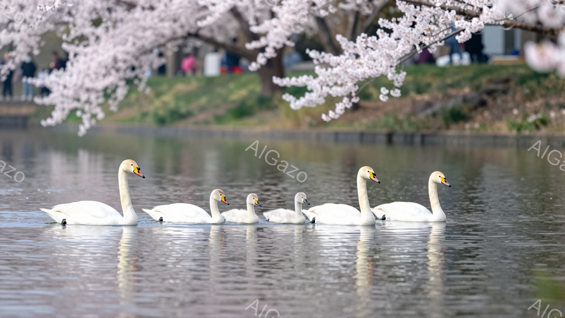 白鳥が並んで水面を泳いでいる様子が捉えられています。背景には桜の木が咲き誇り、春の穏やかな雰囲気が漂っています。水面に映る白鳥と桜のコントラストが美しく、幻想的な光景です。
