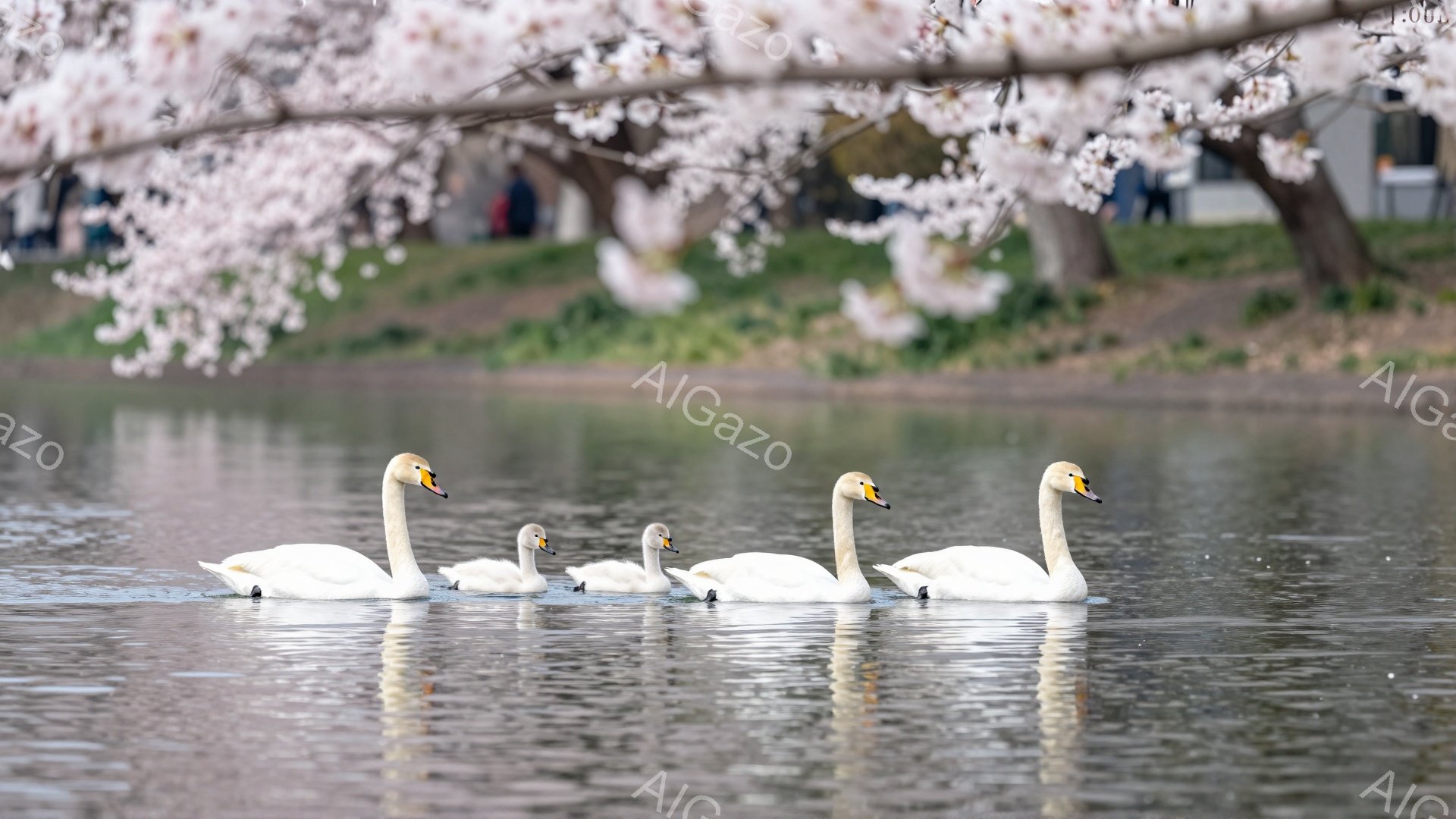 白い白鳥が穏やかな水面を優雅に泳いでいる。背景には桜の木が咲き誇り、春の暖かな雰囲気が漂っている。水面に反射した光が、さらに幻想的な光景を作り出している。