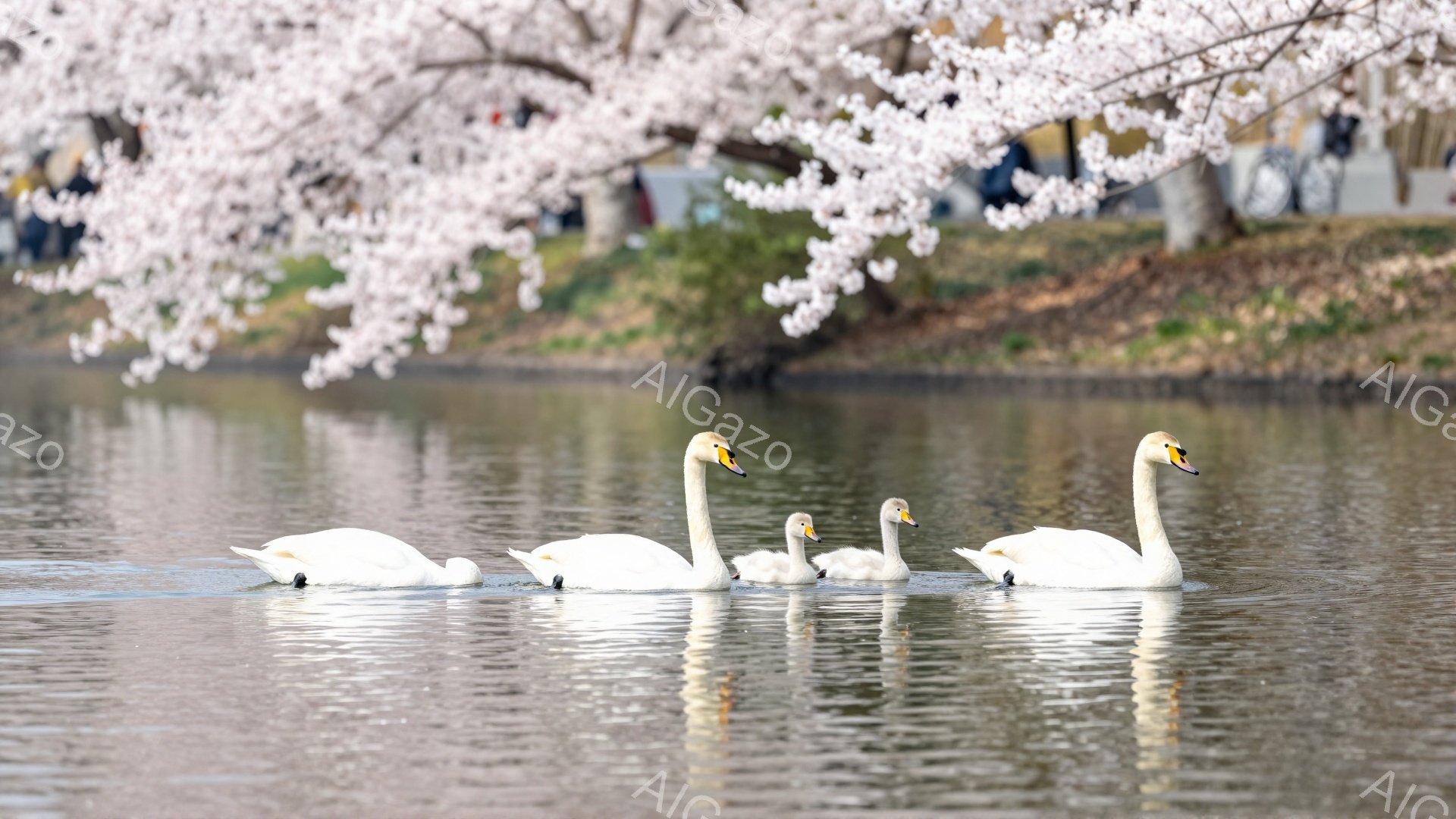 白鳥が並んで水面を優雅に泳いでいる。背景には桜が咲き誇り、春の穏やかな雰囲気を演出している。水面に反射する白鳥と桜が美しい光景を作り出している。