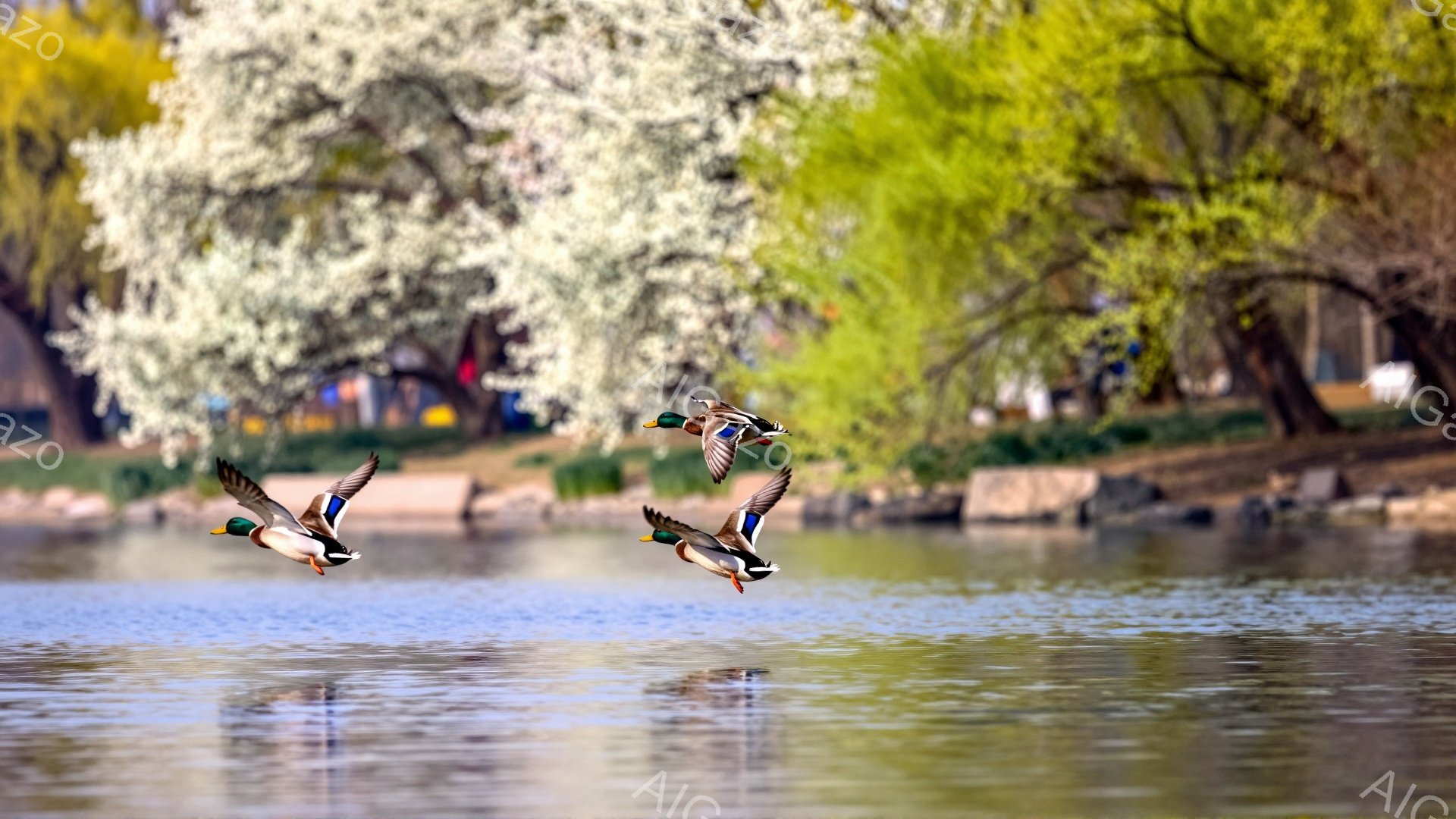 水面に鴨が飛んでいる様子が捉えられています。背景には白い花が咲き誇る木々があり、春の穏やかな雰囲気を醸し出しています。水面には鴨の影が映り込み、静かで美しい光景です。 - AI生成フリー素材