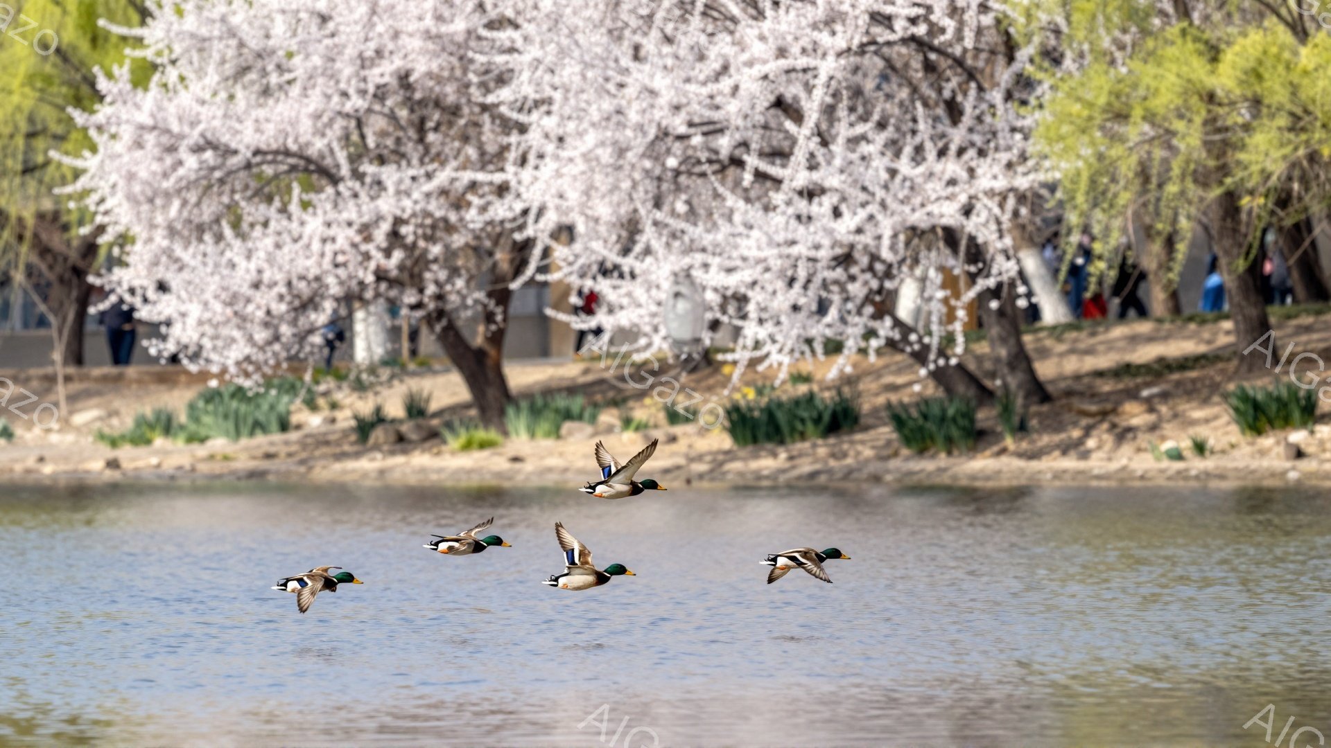 春の穏やかな午後、桜並木を背景にアヒルたちが水面を飛び交っている。光が水面に反射し、優雅な雰囲気を醸し出している。岸辺には緑が芽吹き始め、暖かな季節の訪れを感じさせる。