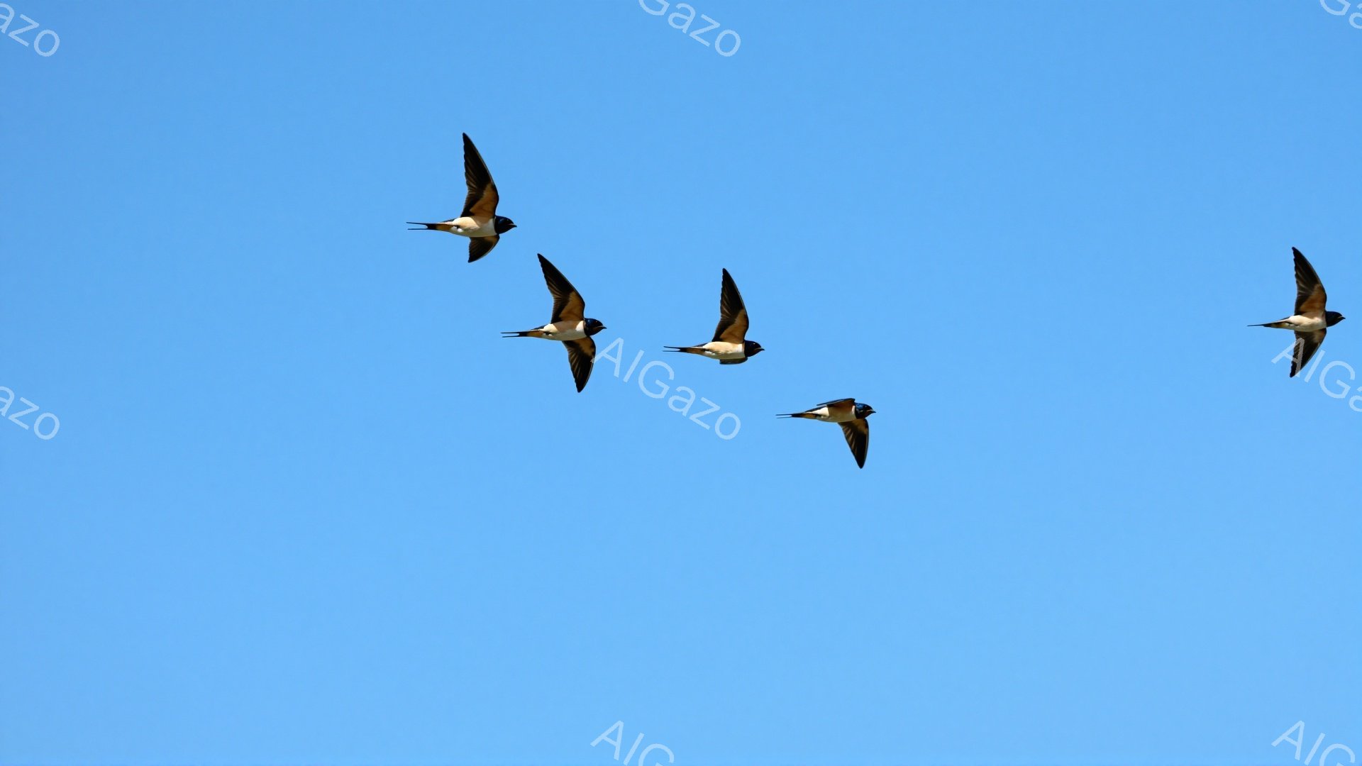 空には複数の鳥が飛んでいる。鮮やかな青空を背景に、鳥たちは翼を広げて優雅に舞っている。空の青さと鳥のシルエットが美しいコントラストを生み出している。