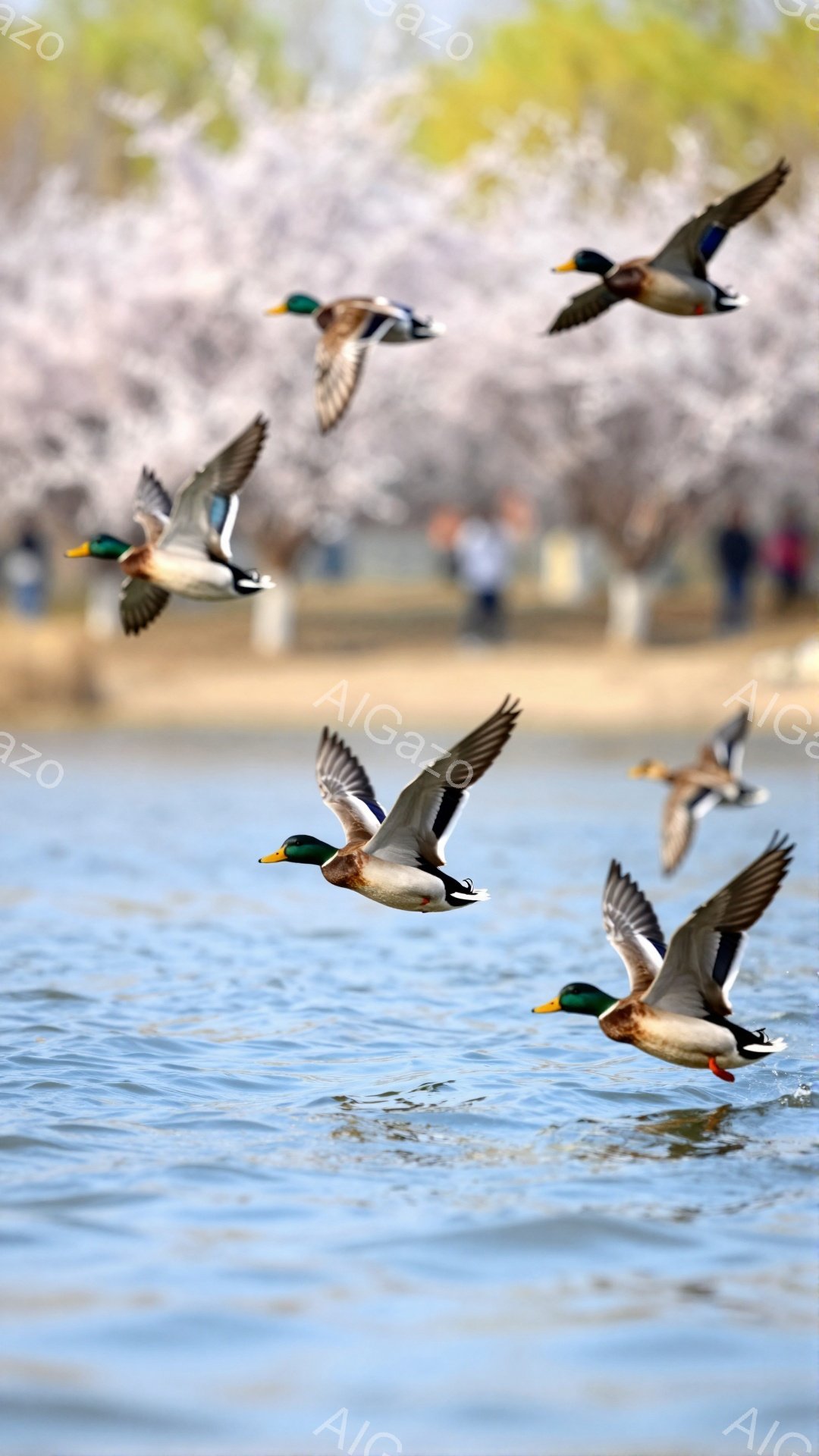 アヒルたちが水面を飛び交い、翼を広げて飛んでいる様子が捉えられています。背景には桜の木々が咲き誇り、春の穏やかな雰囲気を醸し出しています。水面は穏やかで、空と桜、そしてアヒルたちが美しいコントラストを生み出しています。